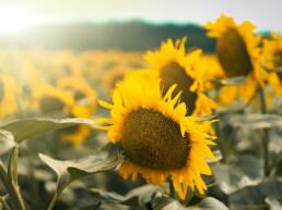 hope-science-sunflowers-header