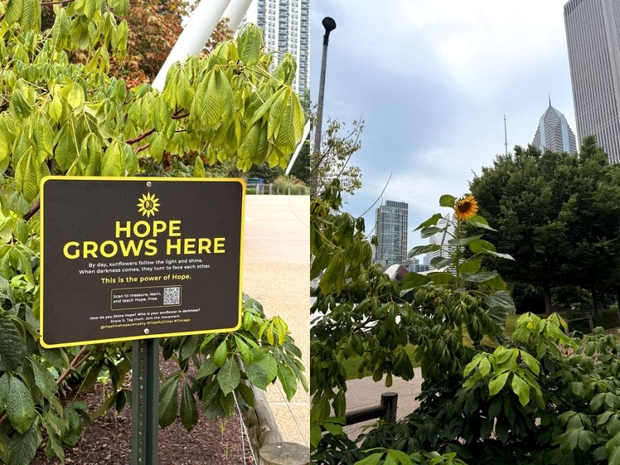 The sunflower is blooming at Maggie Daley Park, Chicago has licensed Hope programming for residents, and Chicago residents can now become Hopeful Cities Ambassadors at no cost.